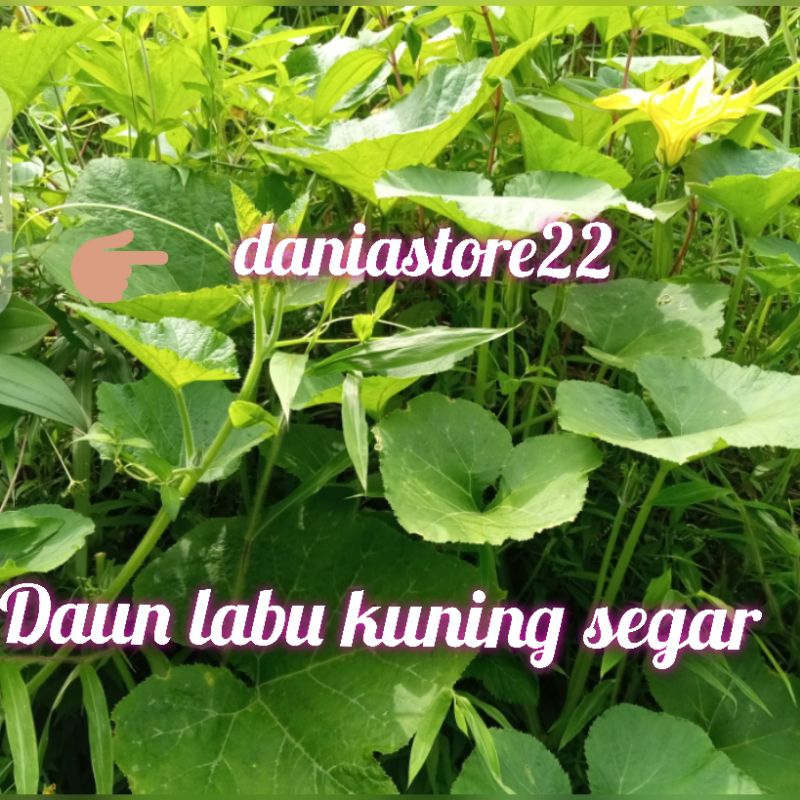 

Daun labu kuning segar