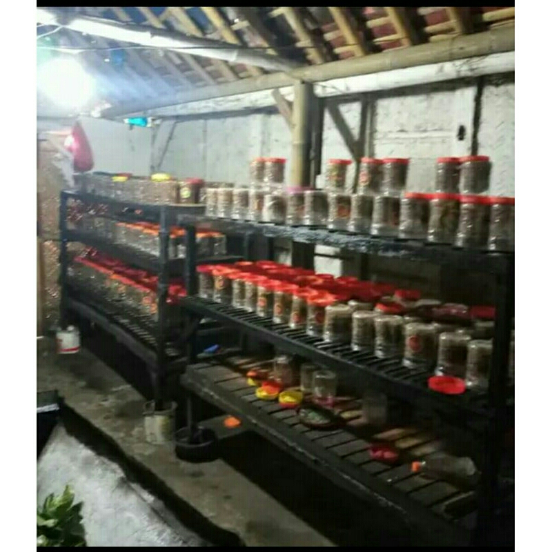 bibit kroto siap ternak