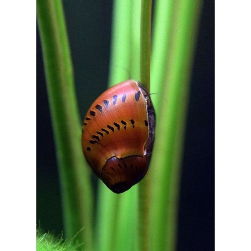 Tanaman Keong Hias Bawang Aquascape/Keong Pembersih Aquascape/Keong Pemakan Alga