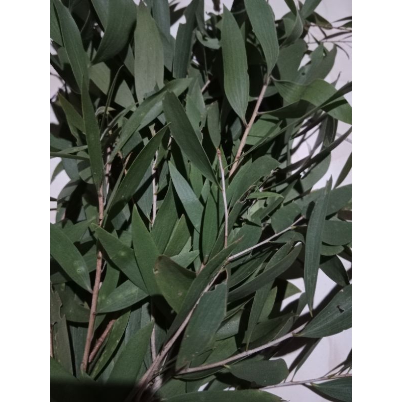 

Daun kayu manis segar