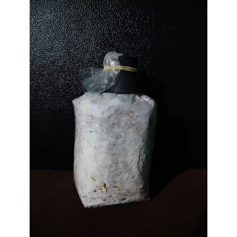 Bibit jamur Tiram F3