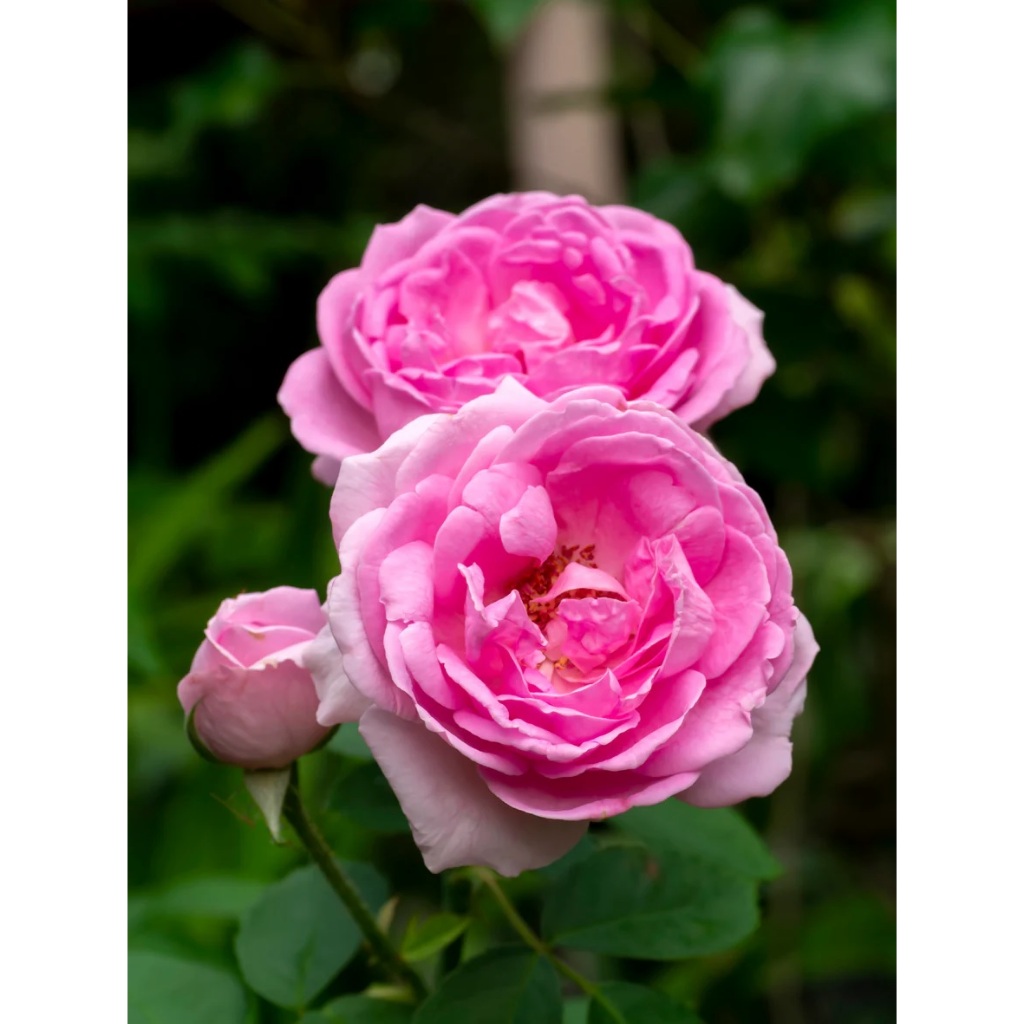 Mawar Import Damascena - Damascena Rose - Mawar Wangi