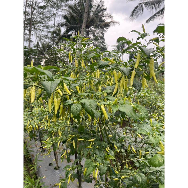 

Cabai panen 2 hari sekali