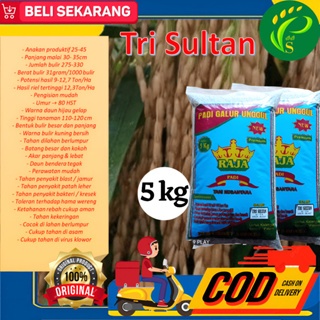 Biji  Padi Unggul Tri Sultan 5KG