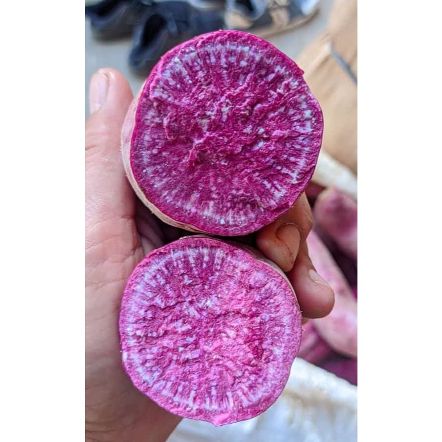 

Ubi Unggu I Ubi Putih I Ubi Jalar Unggu_Putih I Ketela Unggu_Ubi Mentah Fresh