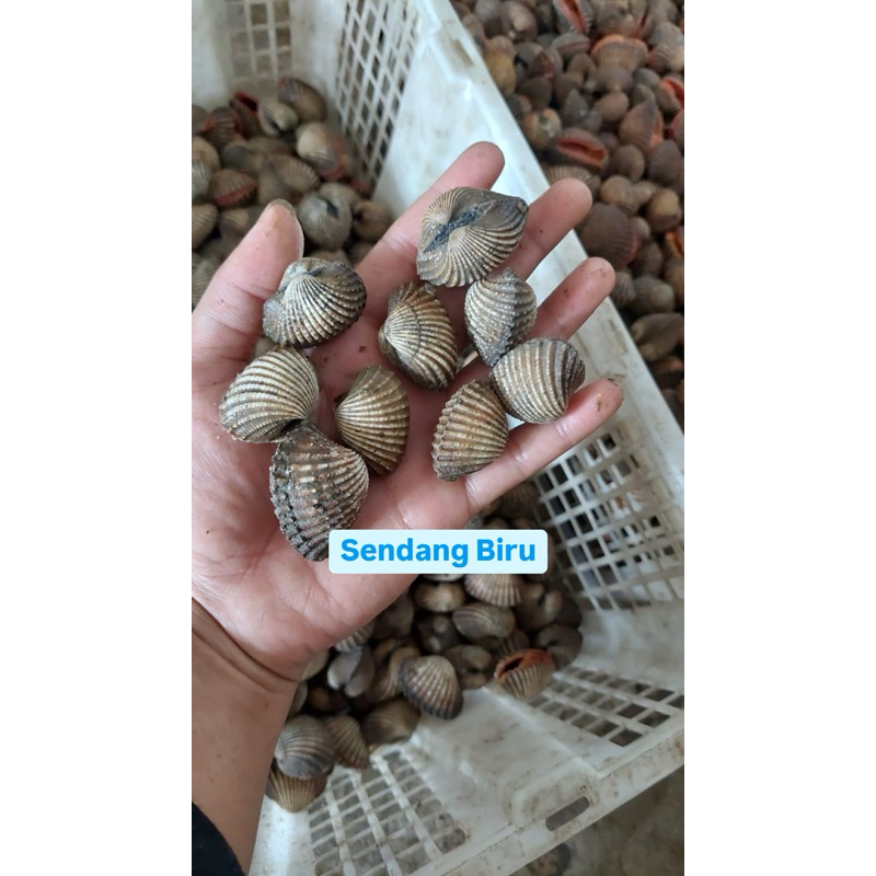 

Kerang Dara Hidup / Matang Frozen 1 Kg
