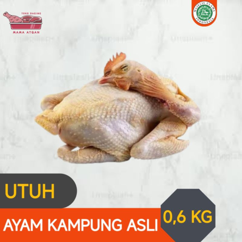 

DAGING AYAM KAMPUNG ASLI 0,6 KG