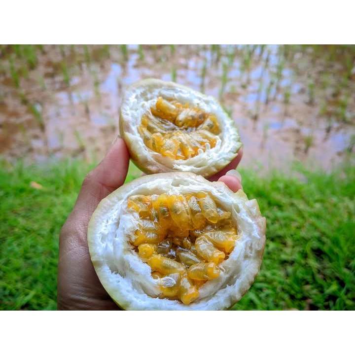 

Buah markisa kuning matang 1kg rasa manis campur asam