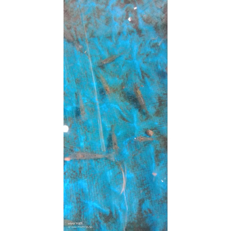 Udang Rawa_Udang Kaca_Udang Sawah (MATANG) Non Bumbu