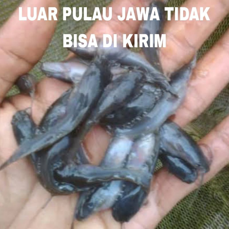 BENIH LELE TERNAK/PAKAN HIAS isi 50