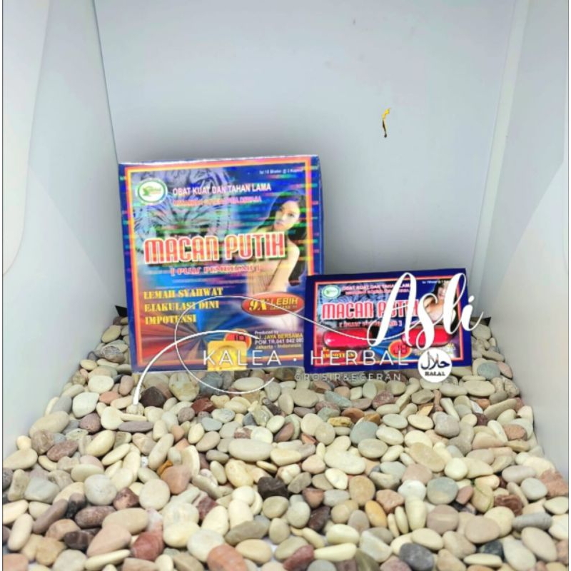 macan putih kapsul ori
