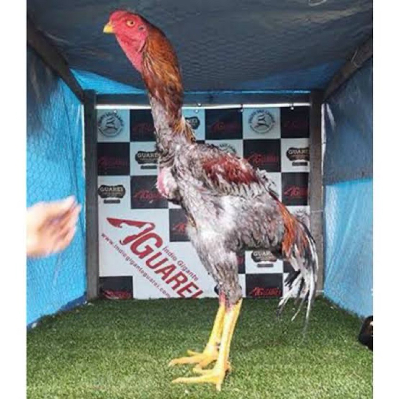 

TELUR FERTIL AYAM INDIOGIGANTE F1 UNTUK DI TETASKAN