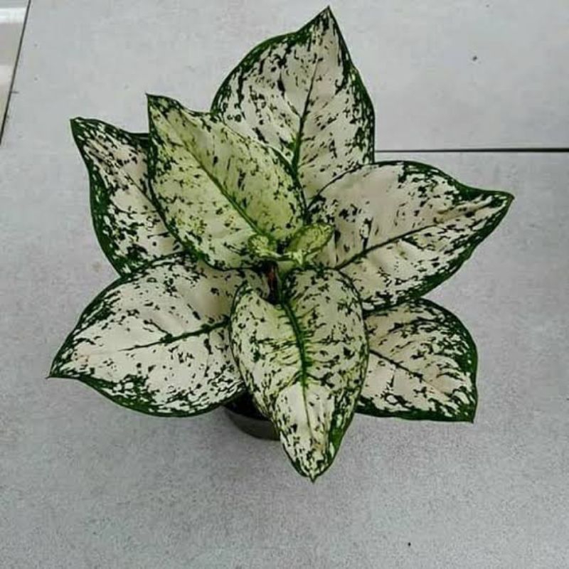 Aglaonema dud white - tanaman hias aglaonema dud white