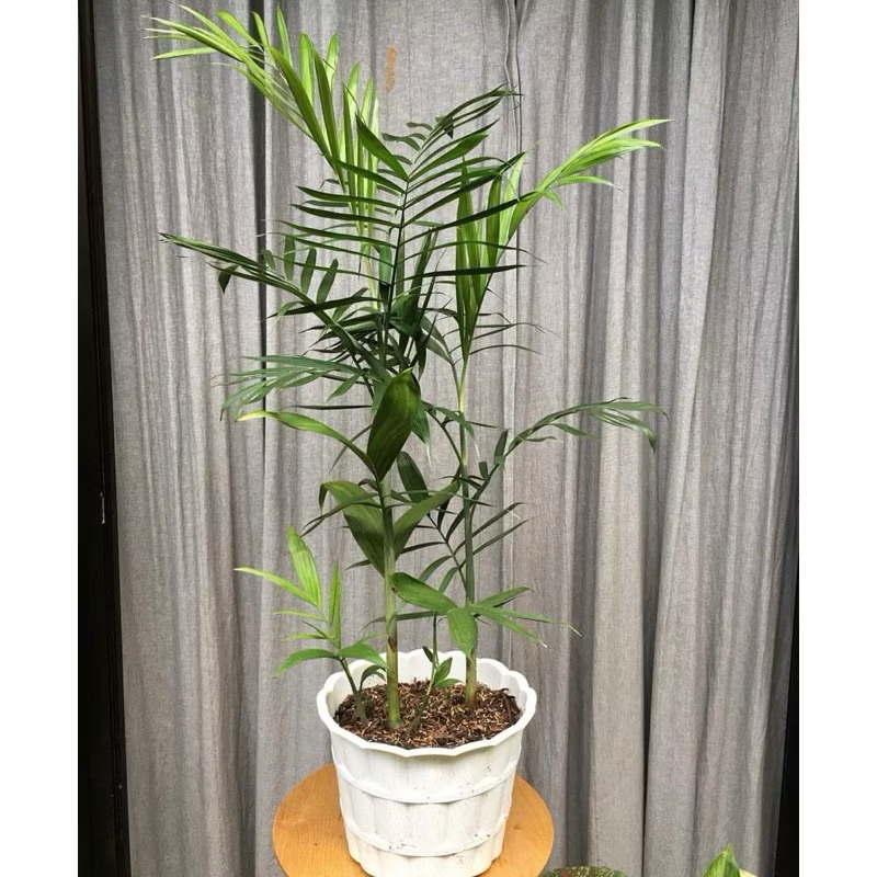 Tanaman hias palem komodoria - palem komodoria - bibit pohon palem