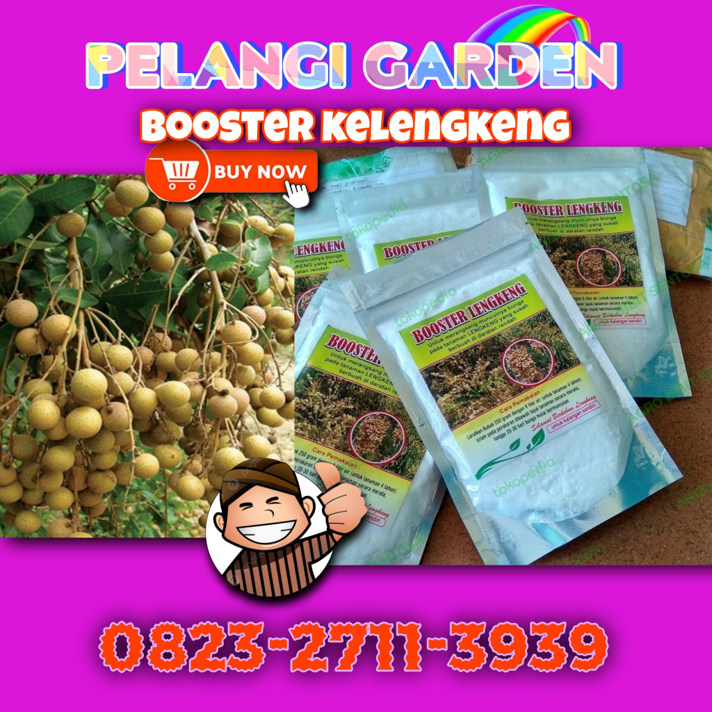 Booster Kelengkeng Merah, Booster Kelengkeng Matalada Berbuah, Booster Kelengkeng Merah Cangkok Berb