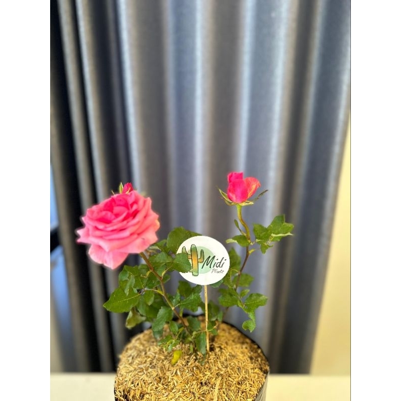 PAKET 3 TANAMAN HIAS MAWAR PINK, KASTUBA, MIANA