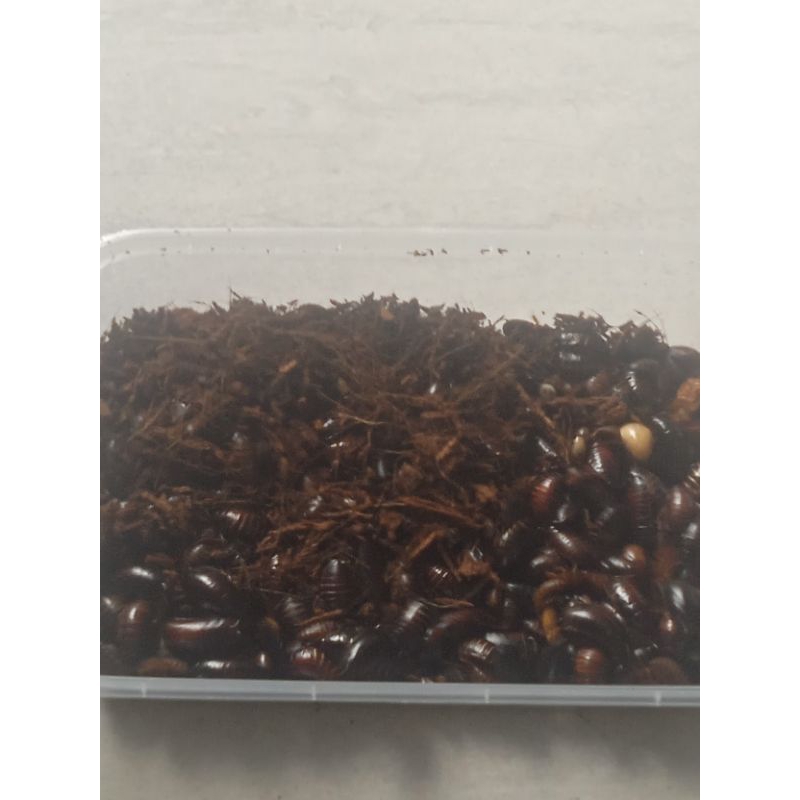 kecoa batu/kecere/ceremende