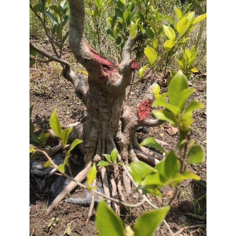 bahan bonsai kimeng ampir jadi tingal lanjut tinggi 40lingkar 50 nego sampai jadi/vc