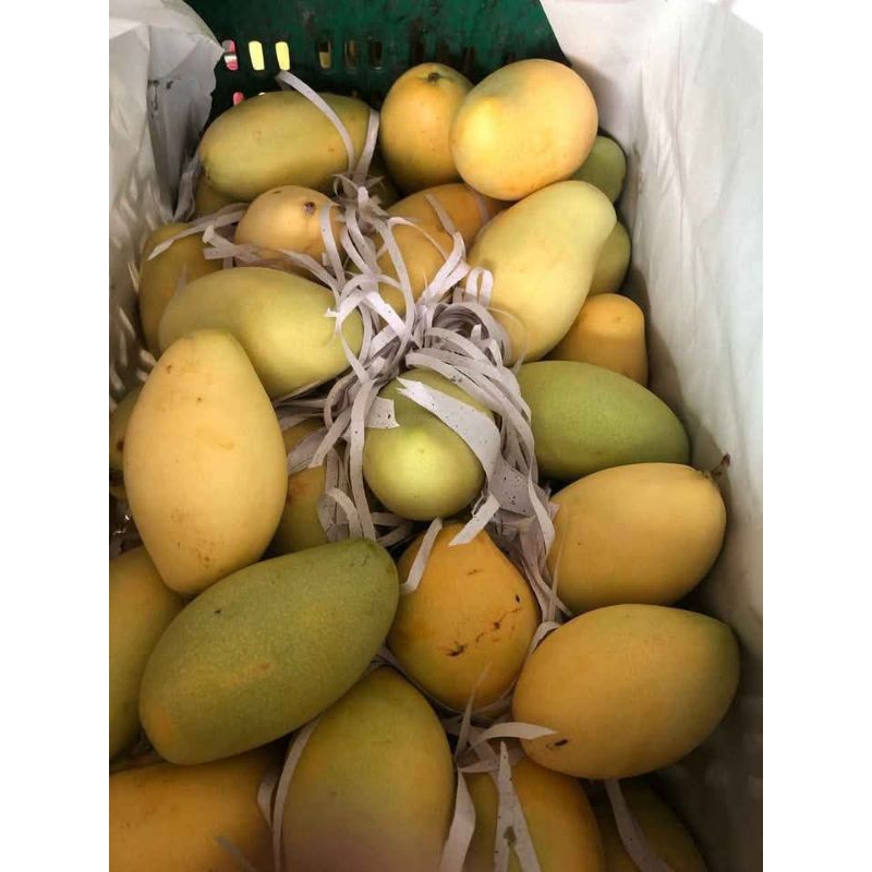 

Mangga Thai Import | Berat 1kg | Manis