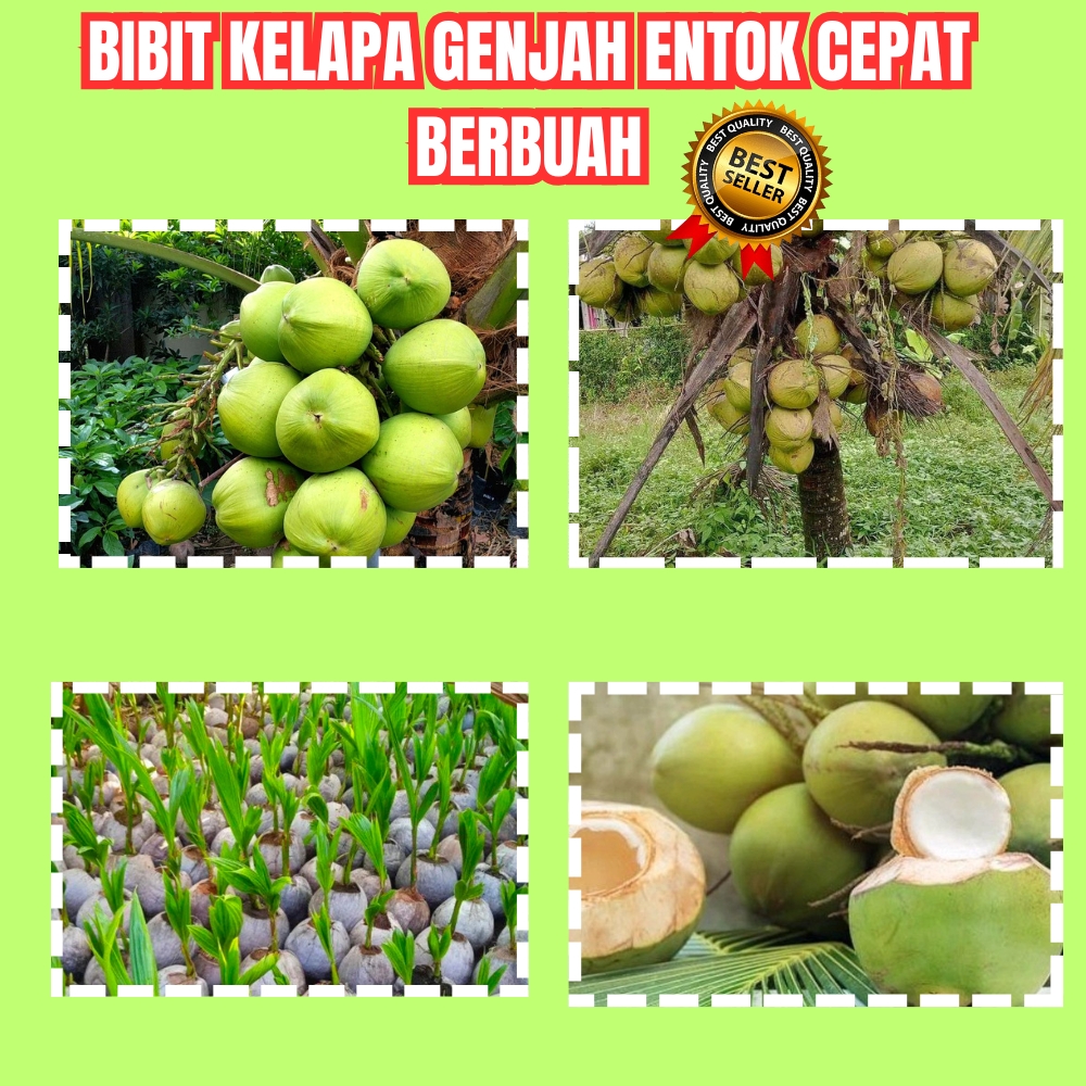 PROMO ! Bibit Kelapa Genjah Entok Hijau, Bibit Kelapa Genjah Entok Murah