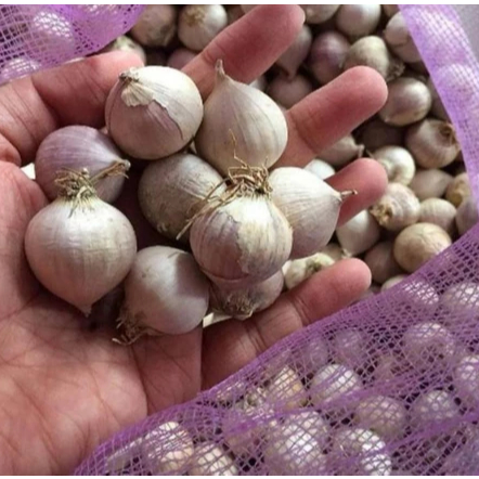 

TERLARIS Bawang putih TunggaL/Lanang 1kg(Uk tanggung)