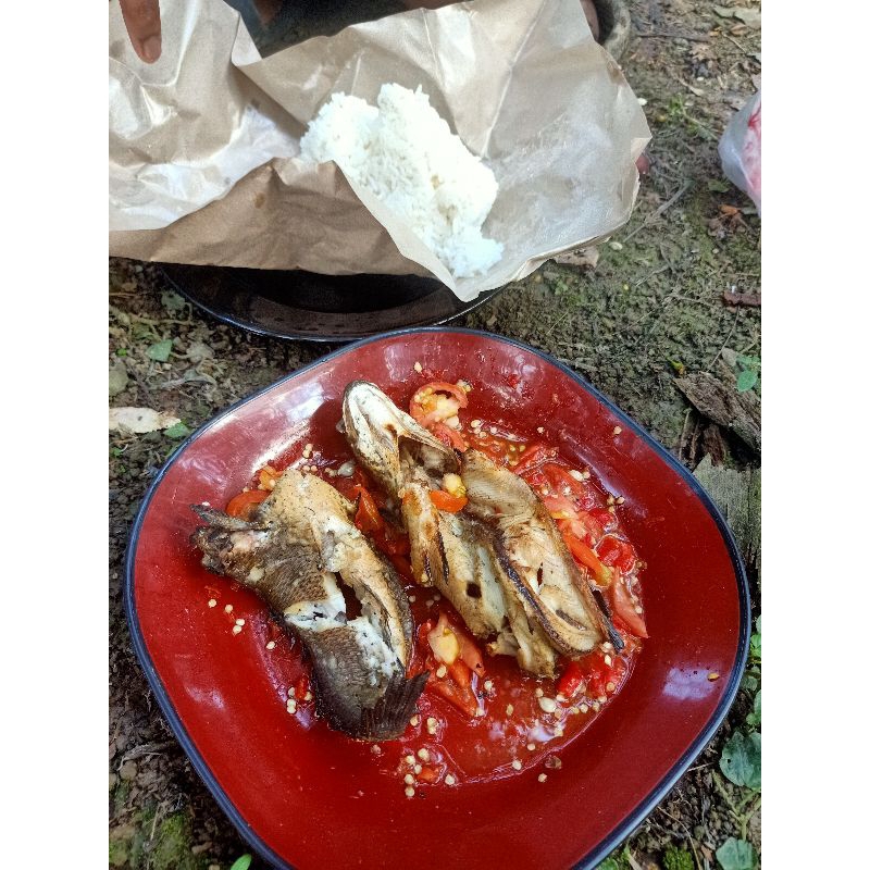 mainan crocodile skink