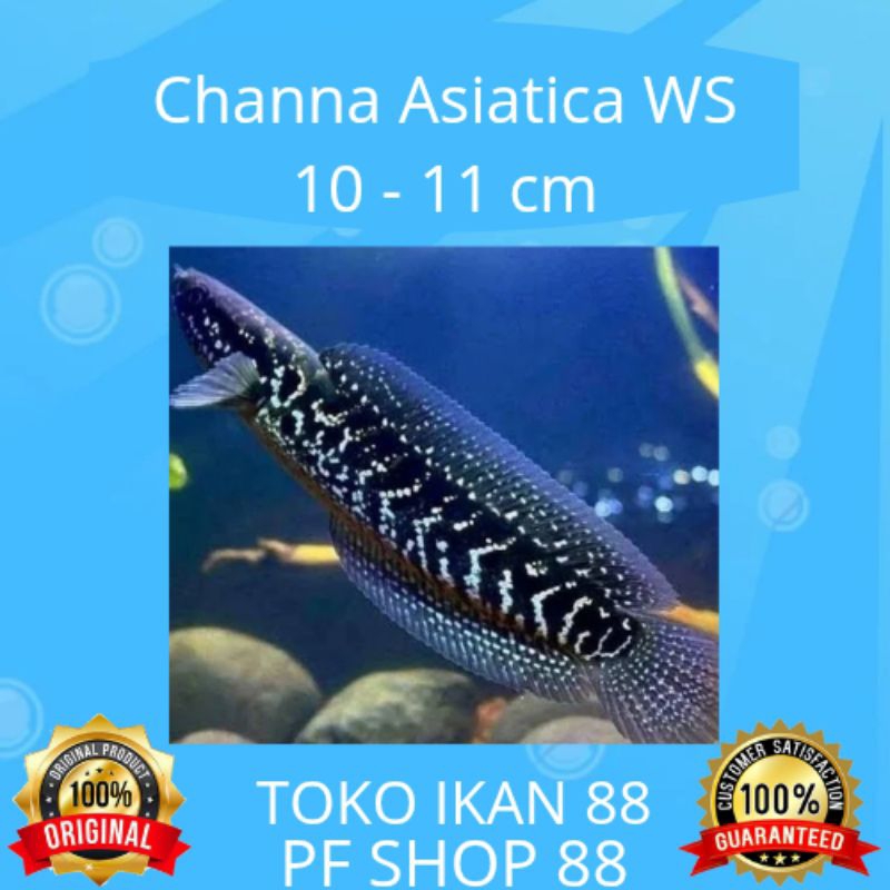Channa Asiatica WS Top Grade 14 - 15 cm