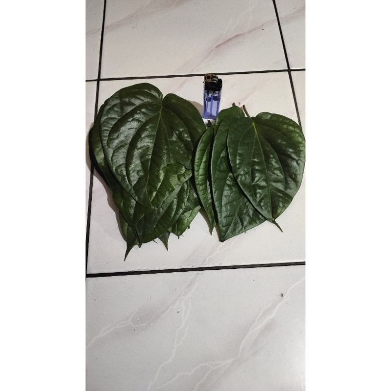 

lembar sirih hijau organik freshh dadakan diet bau badan keputihan