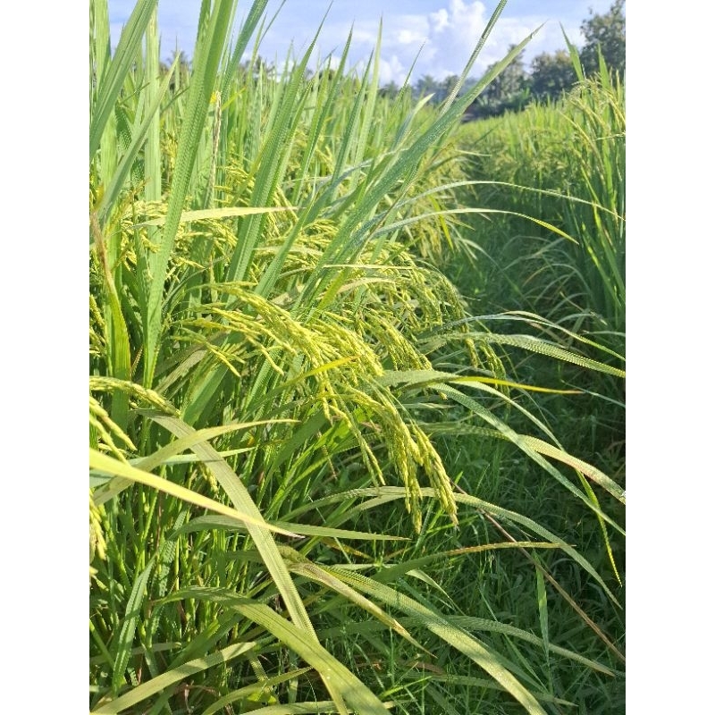 benih inpari 42 premium 5 kg