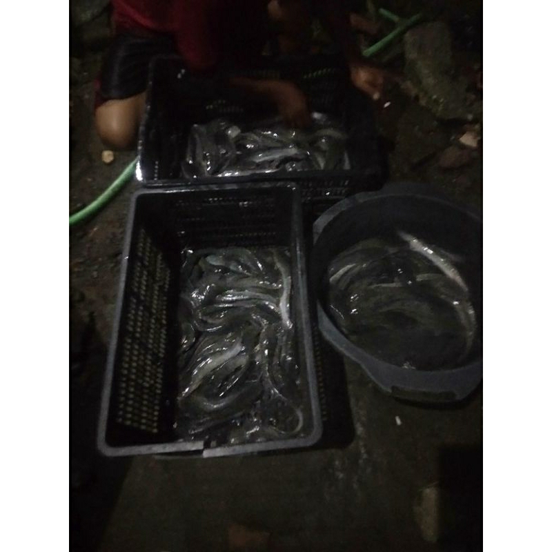 

Ikan lele hidup