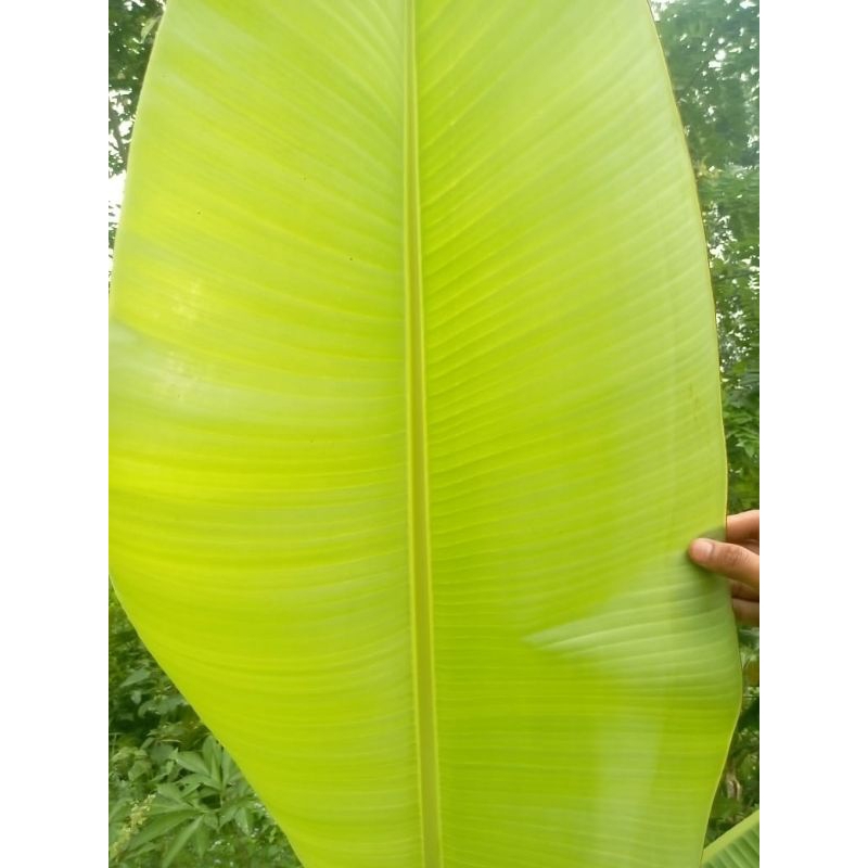 

daun pisang/daun cau1000kg