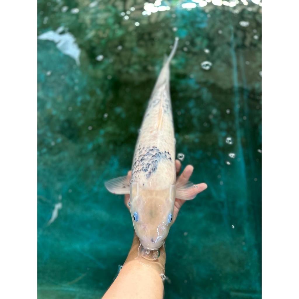 ikan koi shiro beko