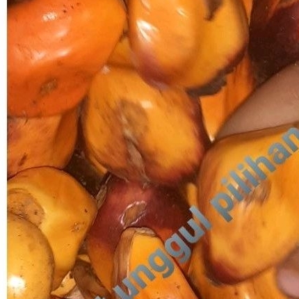 

Buah sawit sgar pilihan