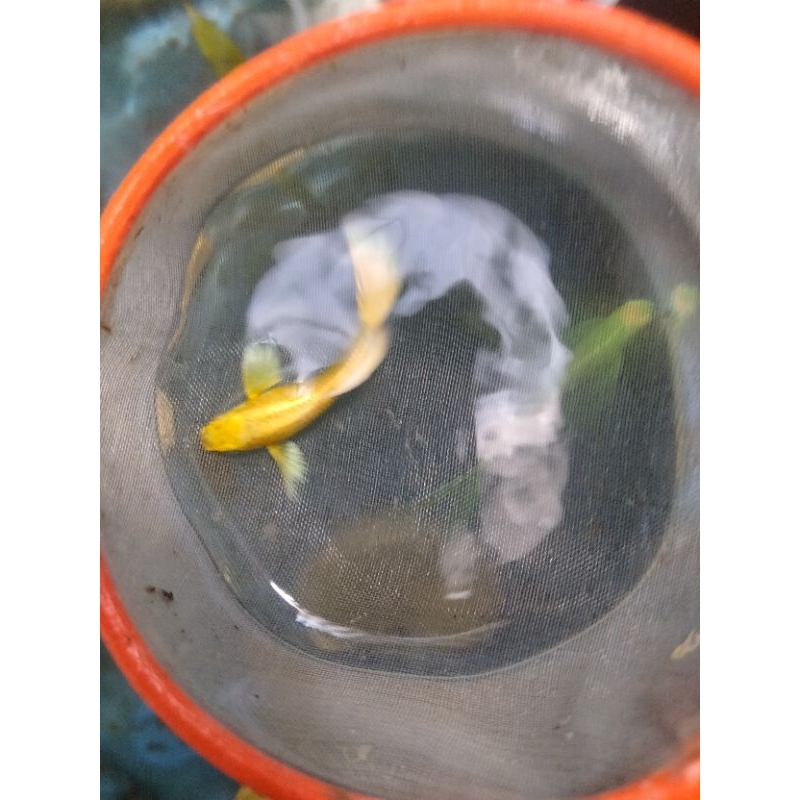Ikan guppy Full gold sepasang