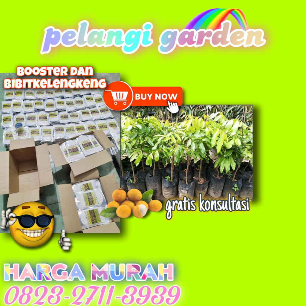 Booster Kelengkeng Sudah Berbunga, Booster Kelengkeng Siap Berbuah, Booster Kelengkeng Stek, Booster