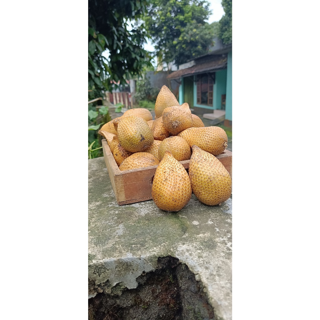 

salak gading salak kuning khas sleman 1 kg