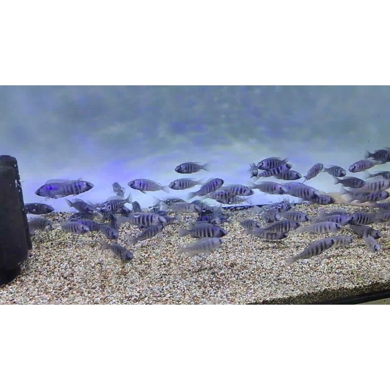 pajangan cichlid afrika star saphire