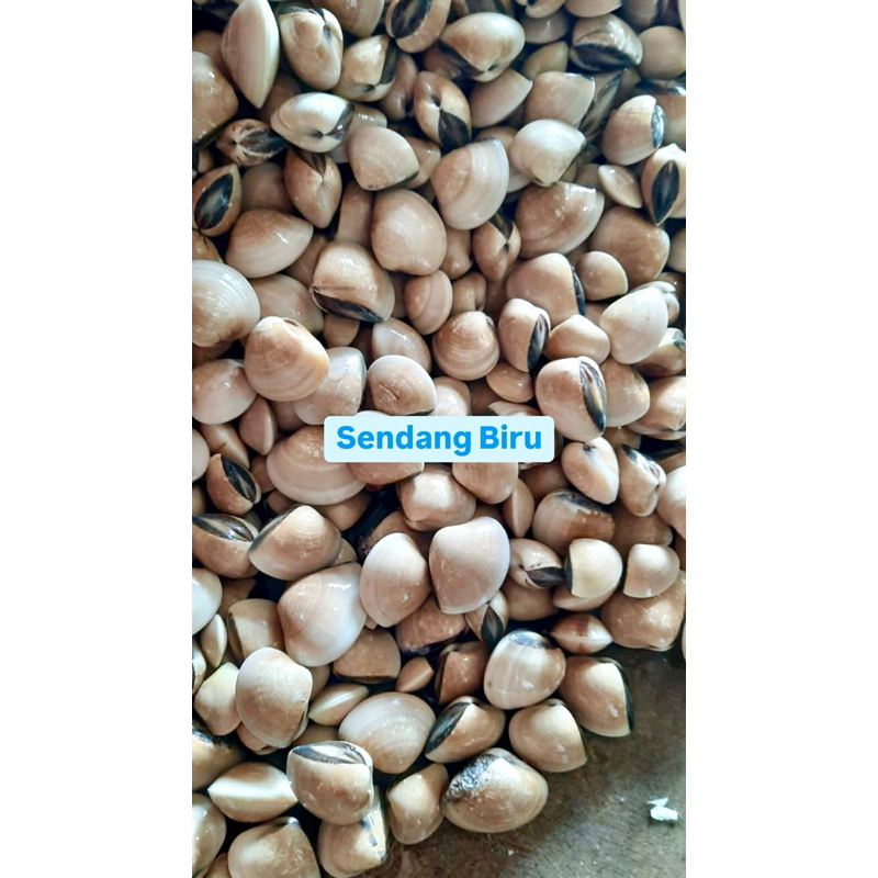 

Kerang Tahu Hidup / Fresh 1 Kg