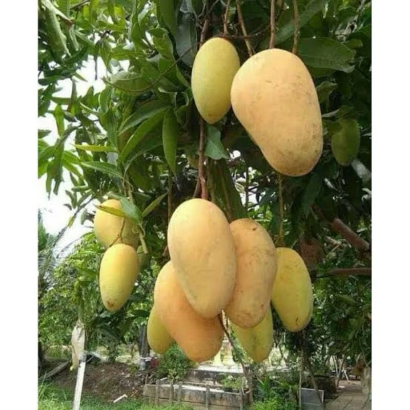 bibit buah mangga chokanan asli okulasi