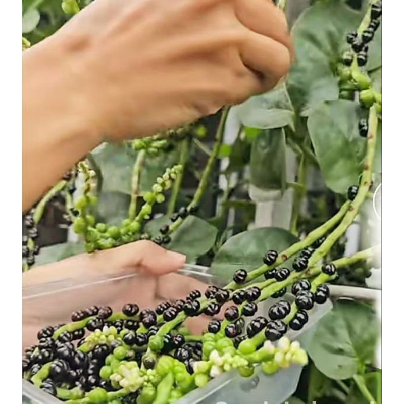 

jual buah angkung / buah angkung buah binahong isi 150 biji herbal termurah berkualitas