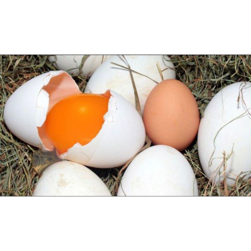 

TELUR ANGSA/SOANG FRESS UNTUK KONSUMSI