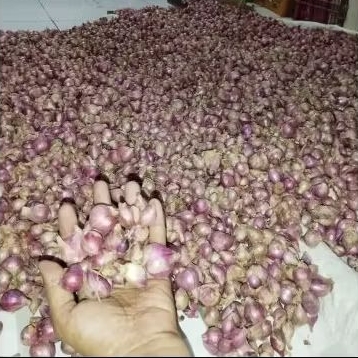 

Brambang / Bawang Merah 1KG