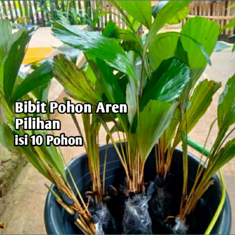 BIBIT AREN GENJAH / BENIH AREN GENJAH - isi 10 Bibit