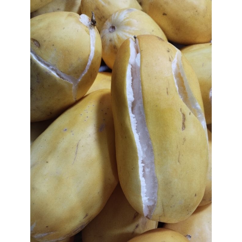 

TIMUN SURI PER BUAH / JAMIN SEGAR