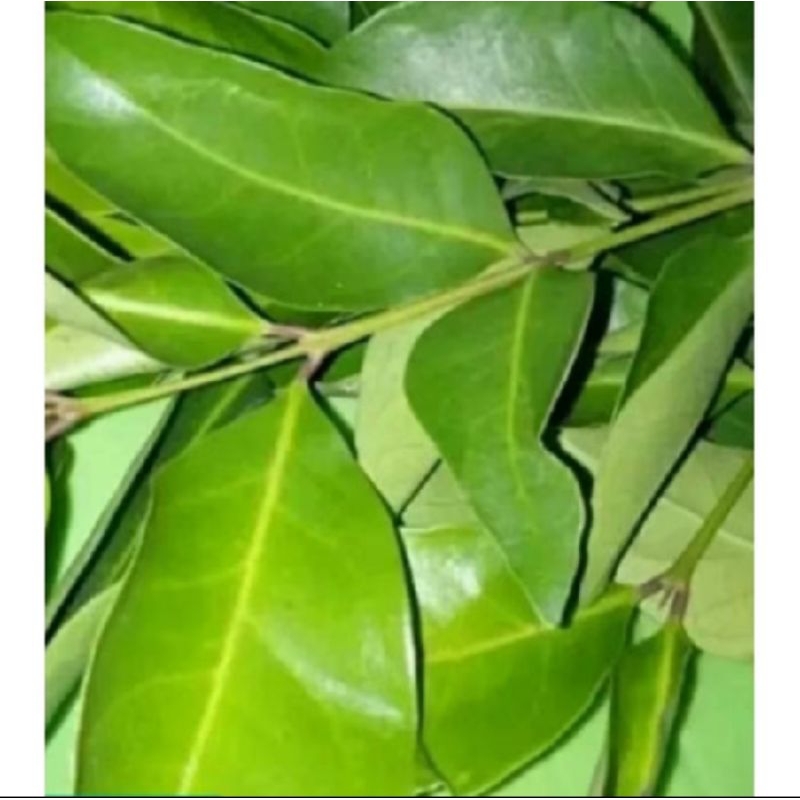 

DAUN SALAM SEGAR, DAUN SALAM HERBAL, DAUN SALAM FRESH ,DAUN SALAM