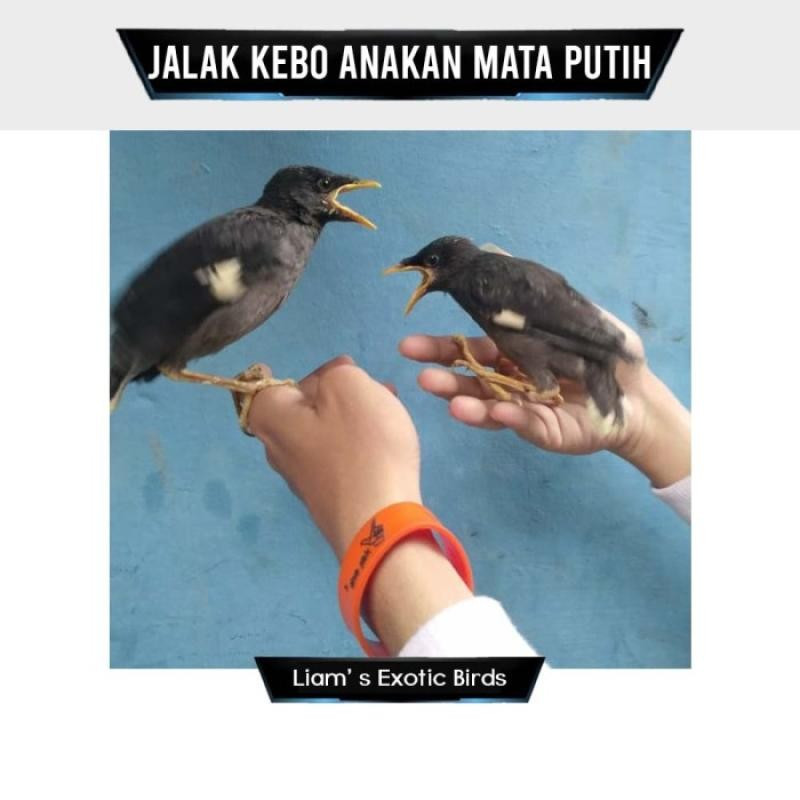 Jalak Kebo Anakan Lolohan ( Satuan )