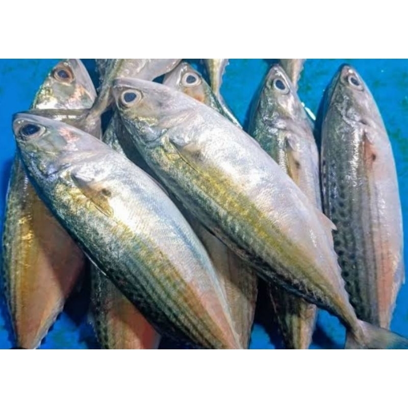 

Ikan kembung 500gram