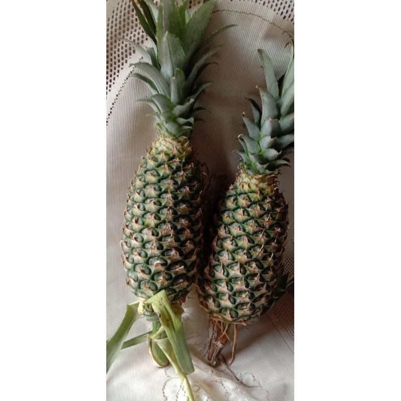 

Nenas Muda Pelancar mnstruasi 1 buah