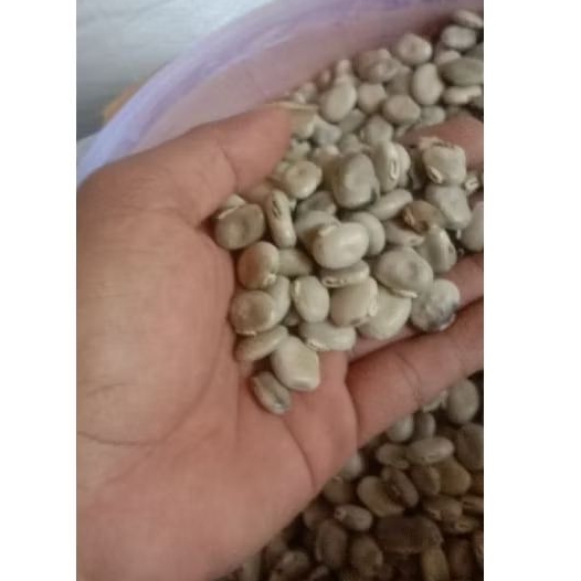 biji kacang MC / benih MC premium / 1kg / mucuna conchinchinensis/ LCC