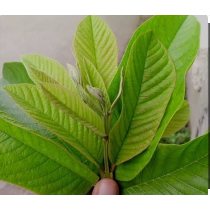 

Daun Jambu Biji murah Segar 1kg